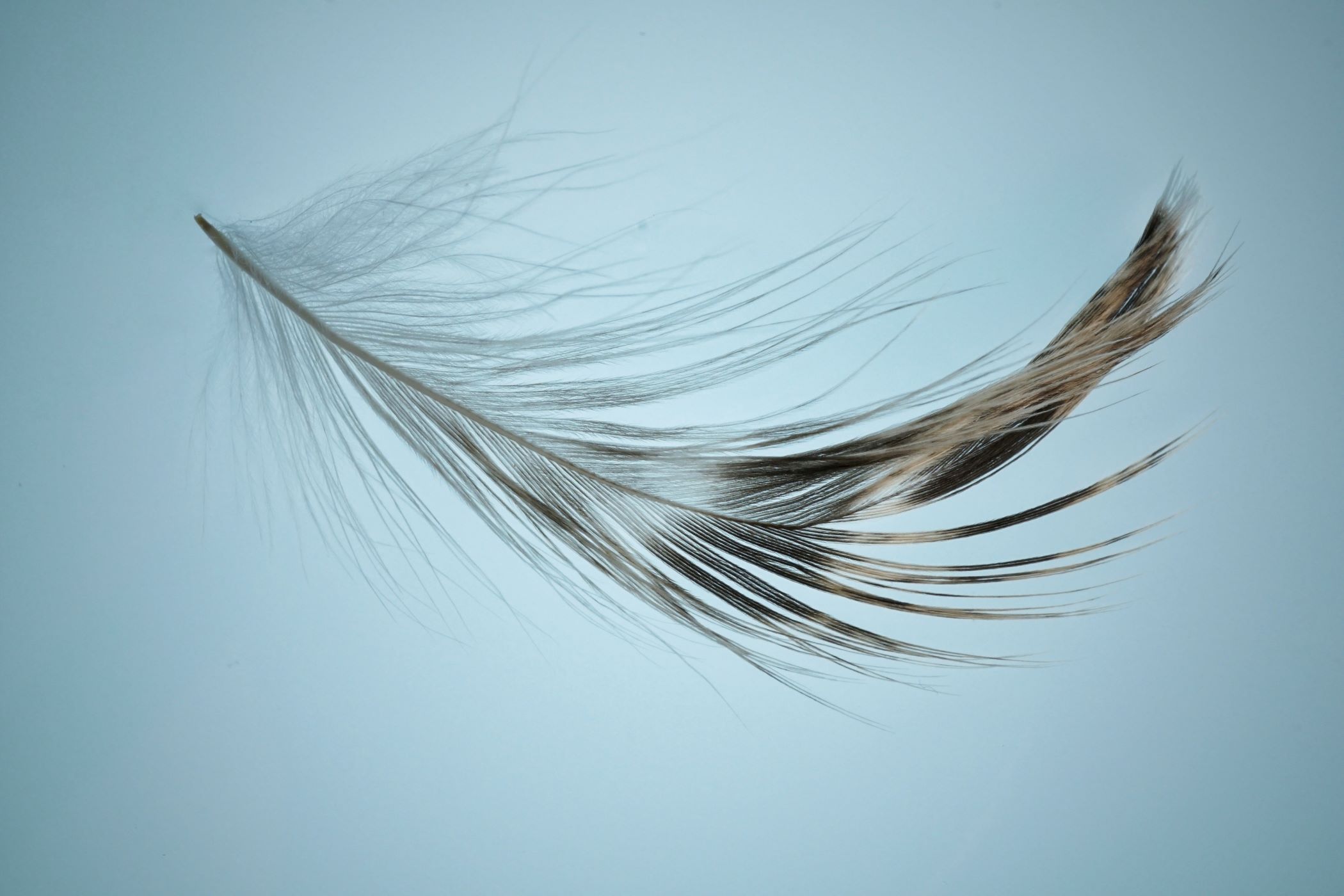 Falling feather on a light blue background